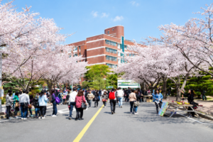 Mùa hoa anh đào tại trường Đại học Jeonju Kijeon